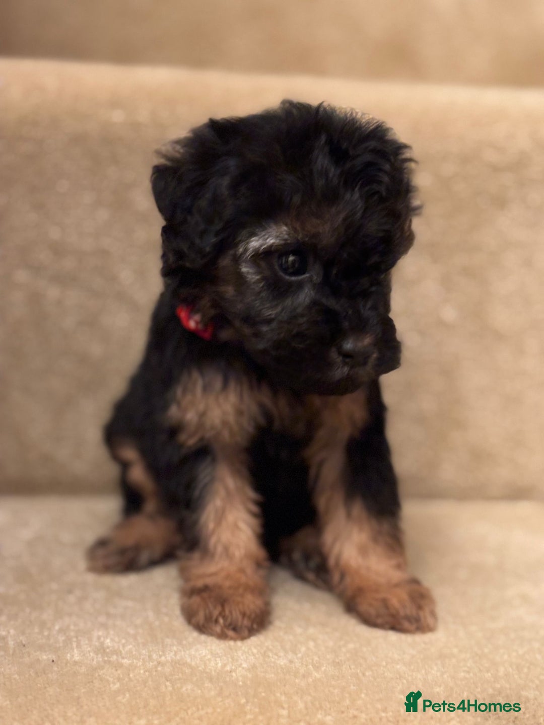 Cavapoo dogs for sale: F1A Cavapoos - Advert 19