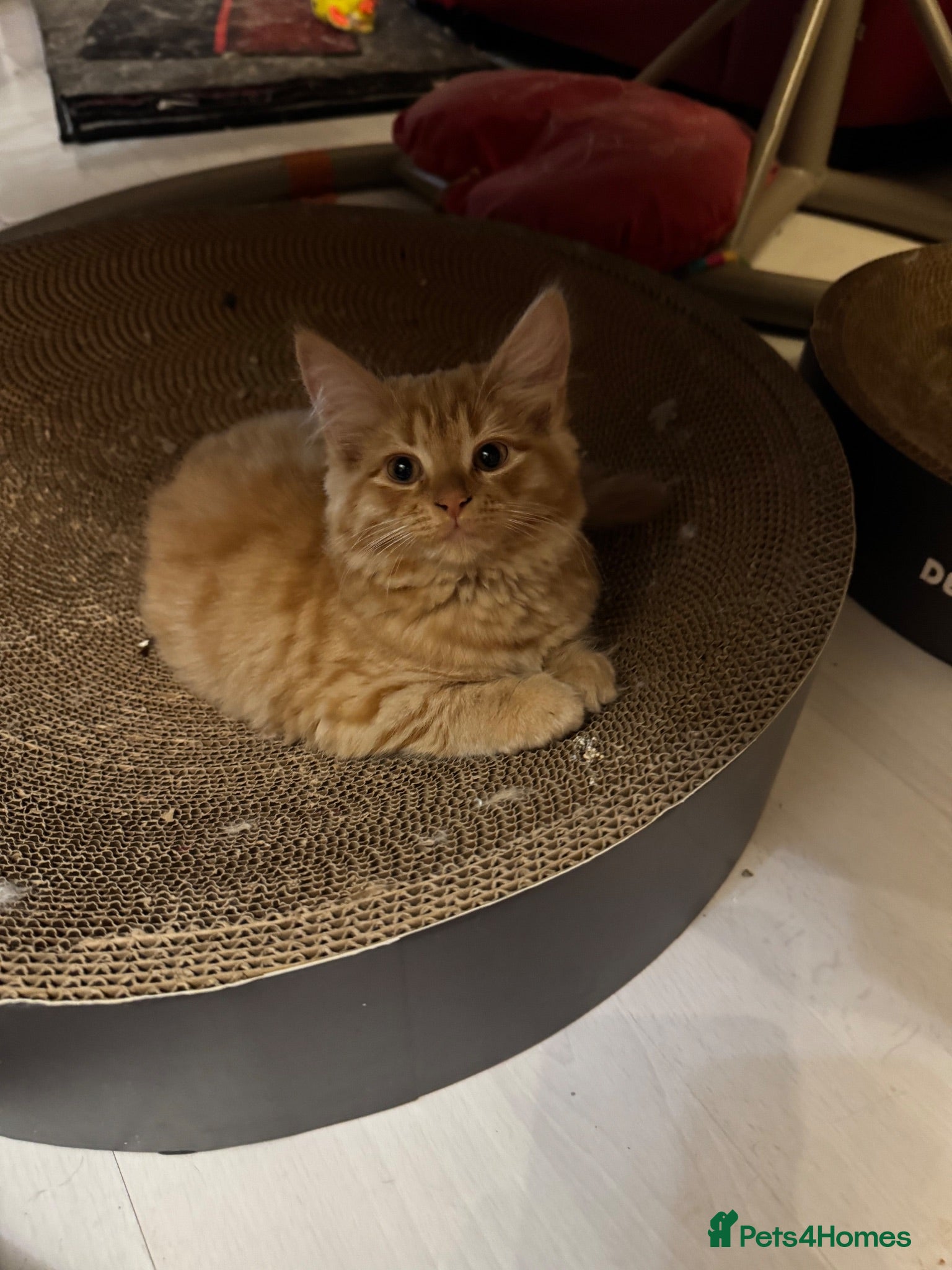 Mixed Breed cats Gorgeous longhair Girl with 4 weeks insurance - Advert 2
