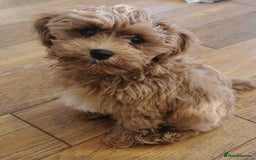 Maltipoo dogs for stud: Small Maltipoo Stud  - Image 14