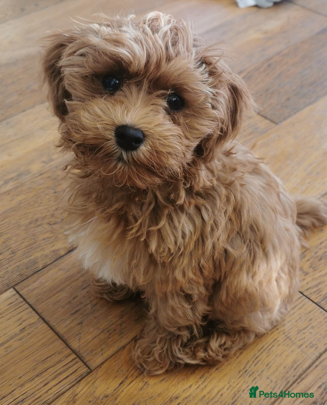 Maltipoo dogs for stud: Small Maltipoo Stud  - Image 14