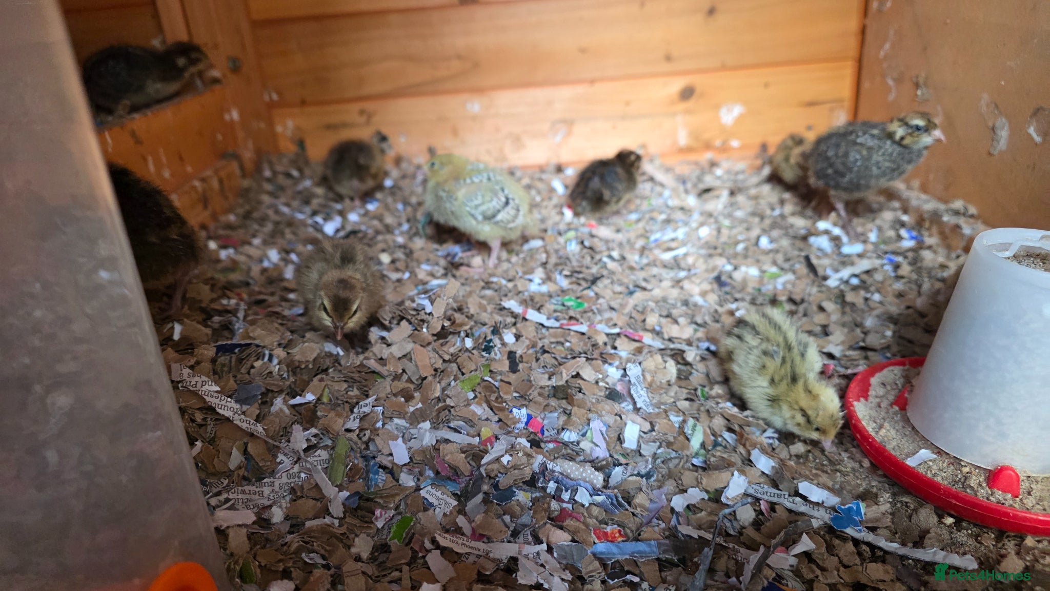 Mixed Breed birds Quails - Advert 14