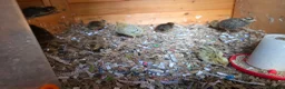 Mixed Breed birds for sale: Quails - Advert 1