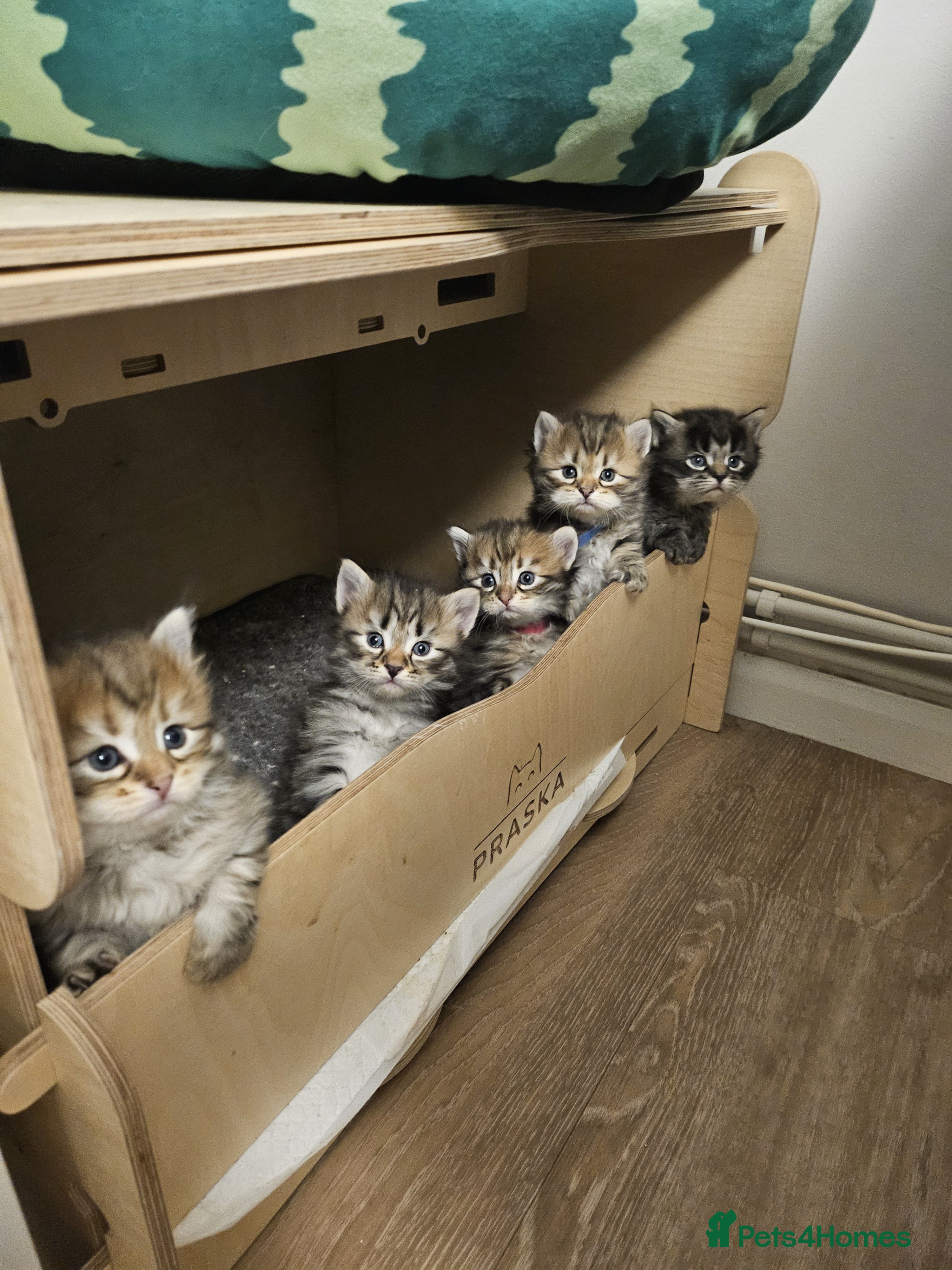 Siberian cats Pedigree Siberian Kittens from Loving Home - Advert 1