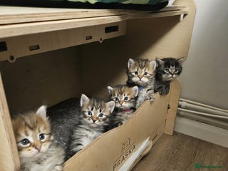 Siberian cats Pedigree Siberian Kittens from Loving Home - Advert 13