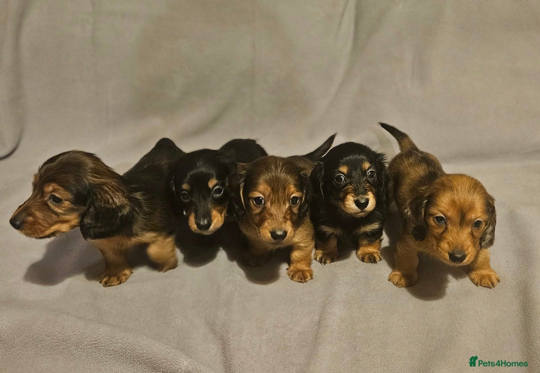 Miniature Dachshund dogs for sale: Longhaired miniature puppies - Advert 1