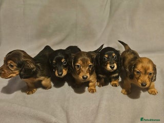 Miniature Dachshund dogs Longhaired miniature puppies - Advert 1