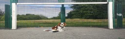 Cavalier King Charles Spaniel dogs for stud: STUD stunning cavalier king charles spaniel - Advert 8