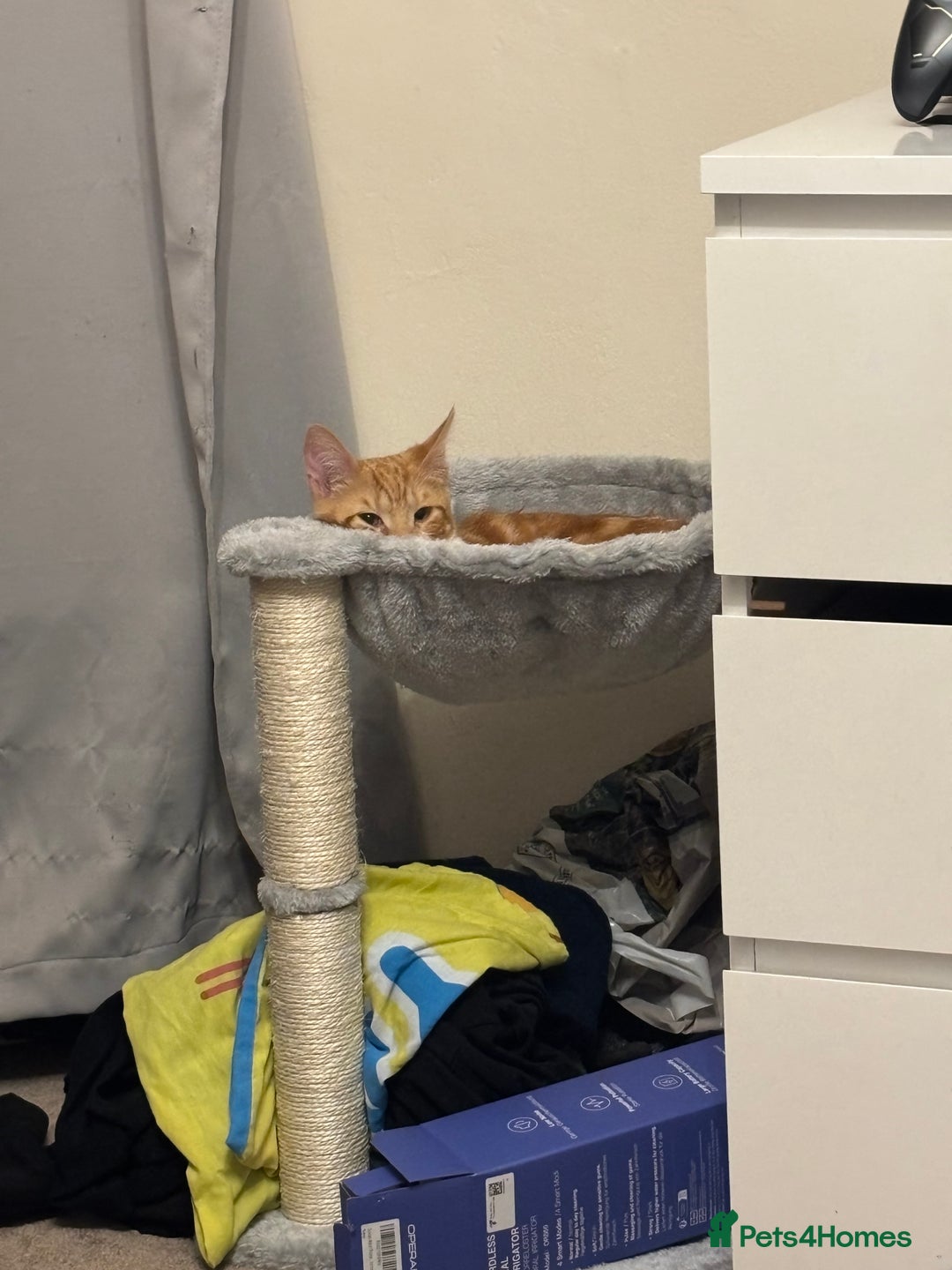 Mixed Breed cats for sale: Male cat  - Image 7