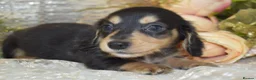Miniature Dachshund dogs for sale: KC Long Coat Miniature Dachshund Puppies - Advert 6