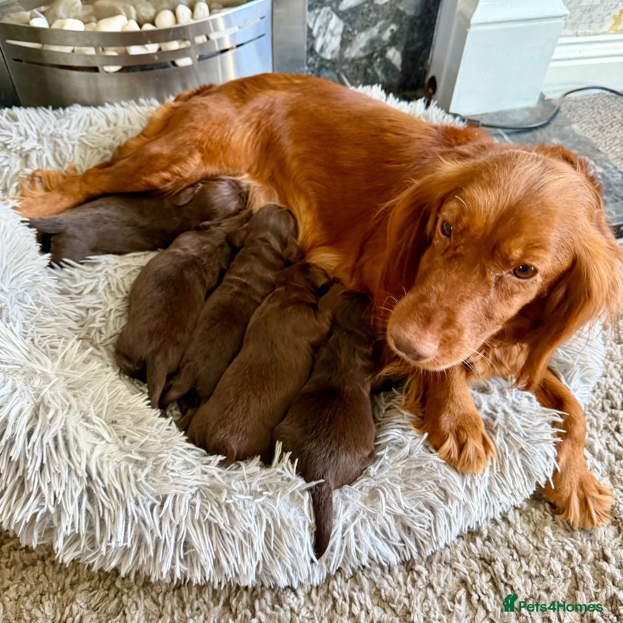 Cocker Spaniel dogs Chocolate spaniels  - Advert 2