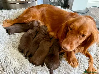 Cocker Spaniel dogs Chocolate spaniels - Advert 2