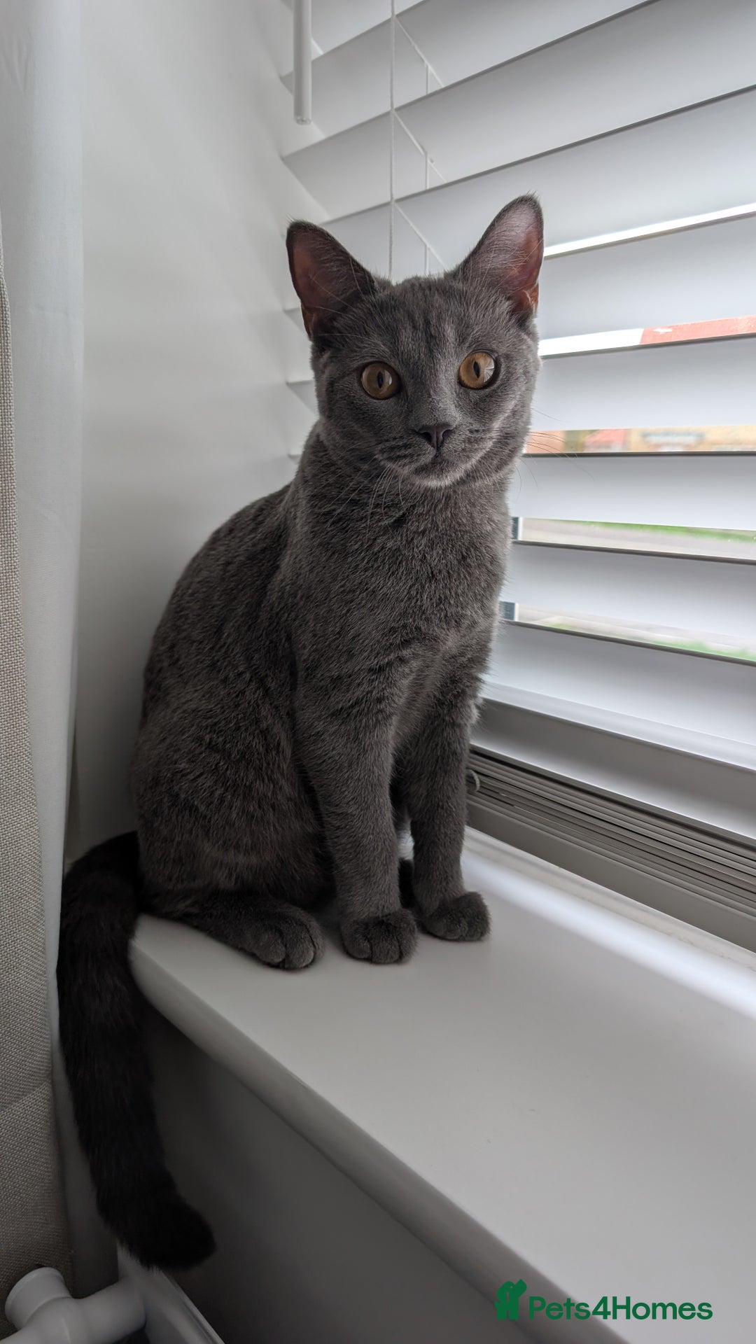Russian Blue cats for sale: Mya Russian blue x British blue  - Advert 1