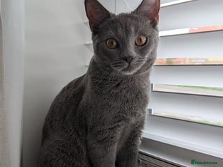 Russian Blue cats Mya Russian blue x British blue - Advert 1