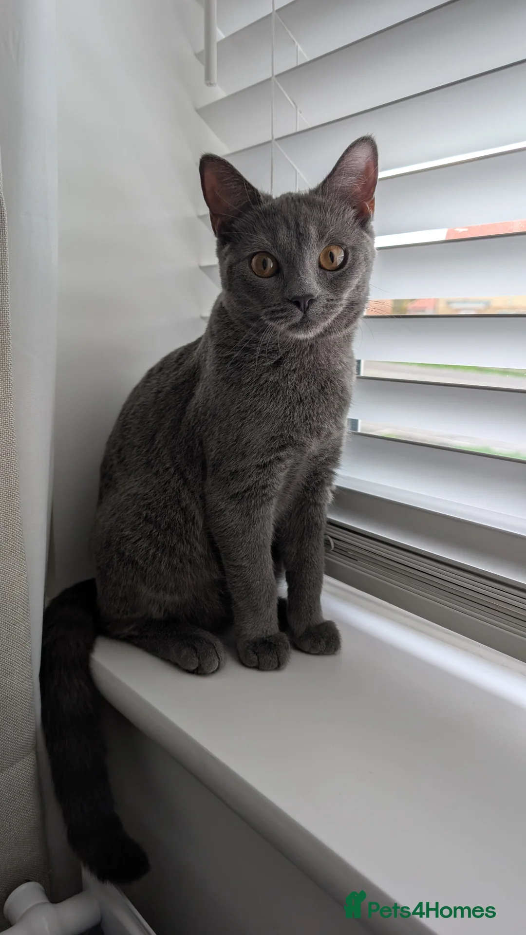 Russian Blue cats for sale: Mya Russian blue x British blue  - Advert 1