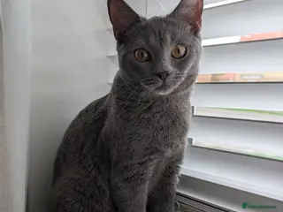 Russian Blue cats Mya Russian blue x British blue - Advert 17