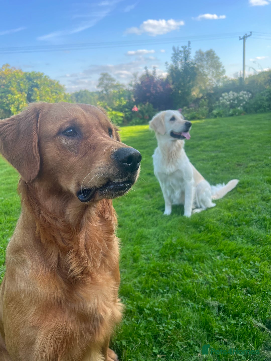 Golden Retriever dogs for sale: Beautiful KC Registered Golden Retrievers - Image 10
