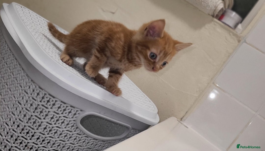 Mixed Breed cats for sale: Ginger tabby kitten  - Advert 3