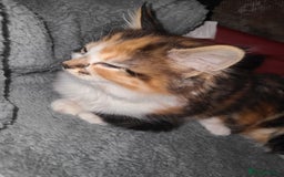 Mixed Breed cats for sale: Beautiful kittens in Towcester - Image 9