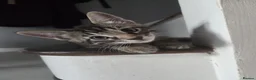 Mixed Breed cats for sale: Beautiful mixed breed kittens for sale - Advert 21
