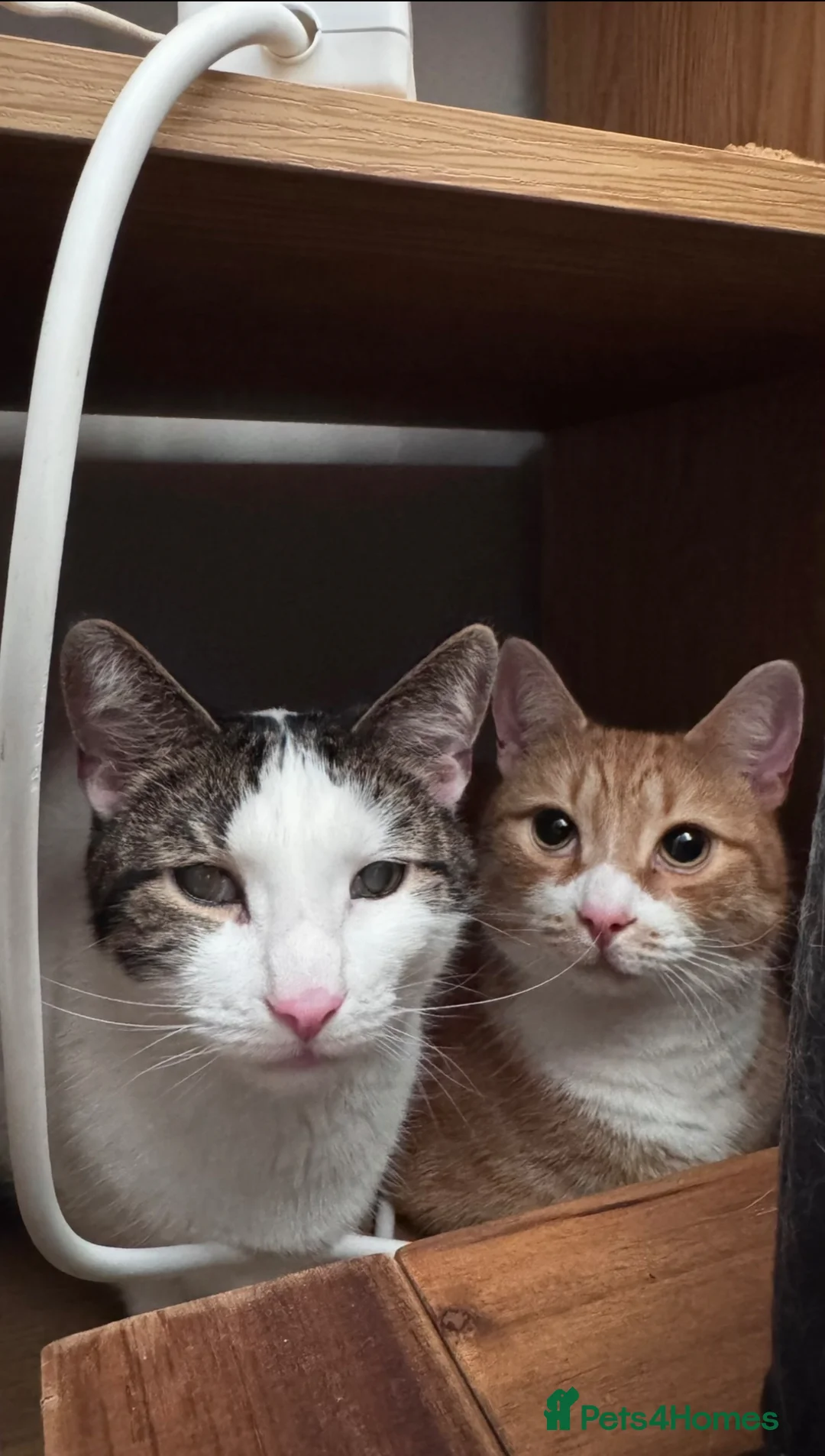 Mixed Breed cats for sale: chappie and jasper (free) - Advert 1