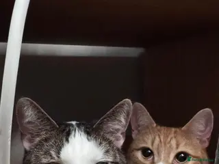 Mixed Breed cats chappie and jasper (free) - Advert 1