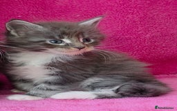 Maine Coon cats for sale: Last girl Tica Beautiful Maine Coon kittens  - Image 28