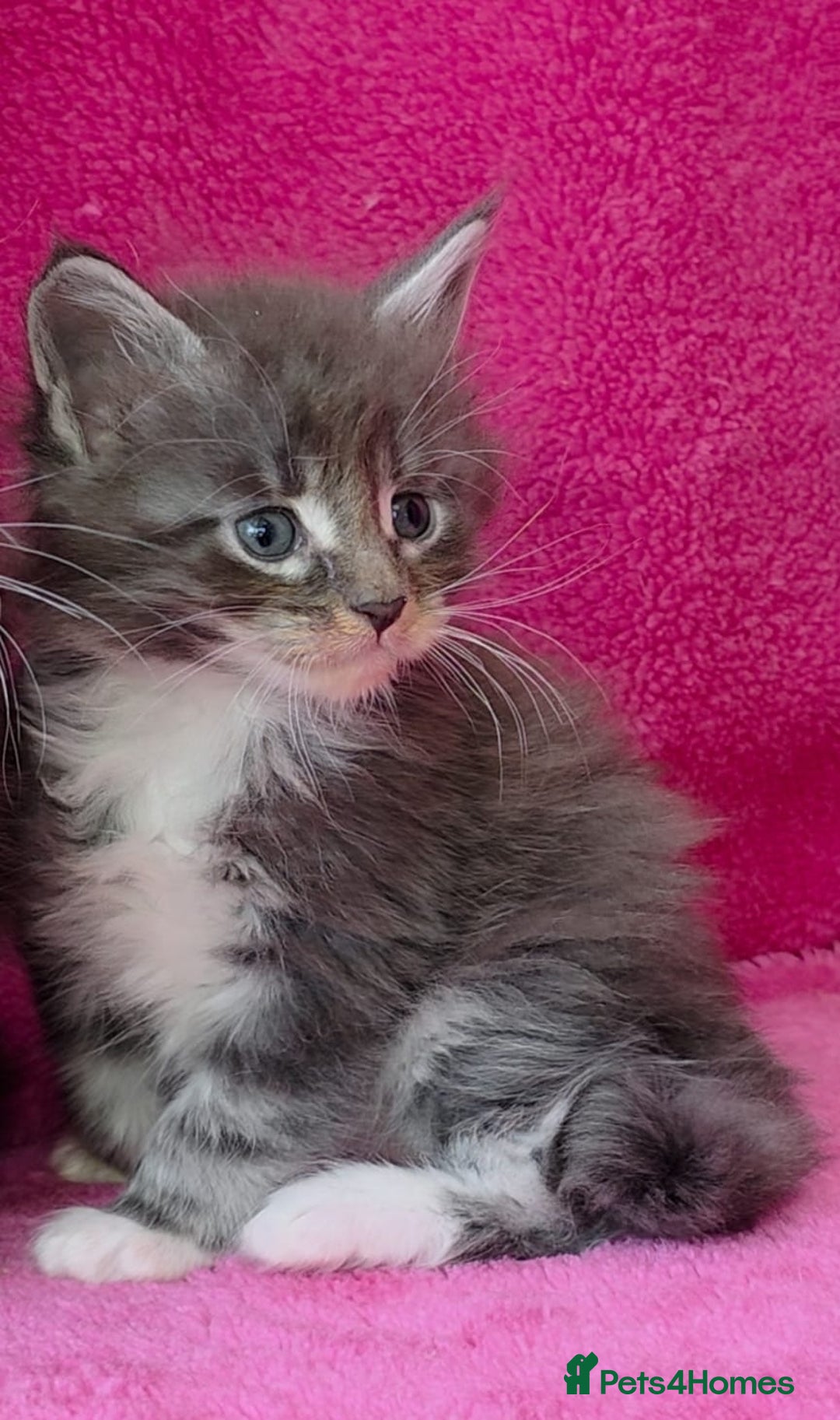 Maine Coon cats for sale: Last girl Tica Beautiful Maine Coon kittens  - Image 28