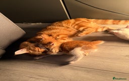 Mixed Breed cats for sale: cross breed Scottish fold cross main coon  - Image 13