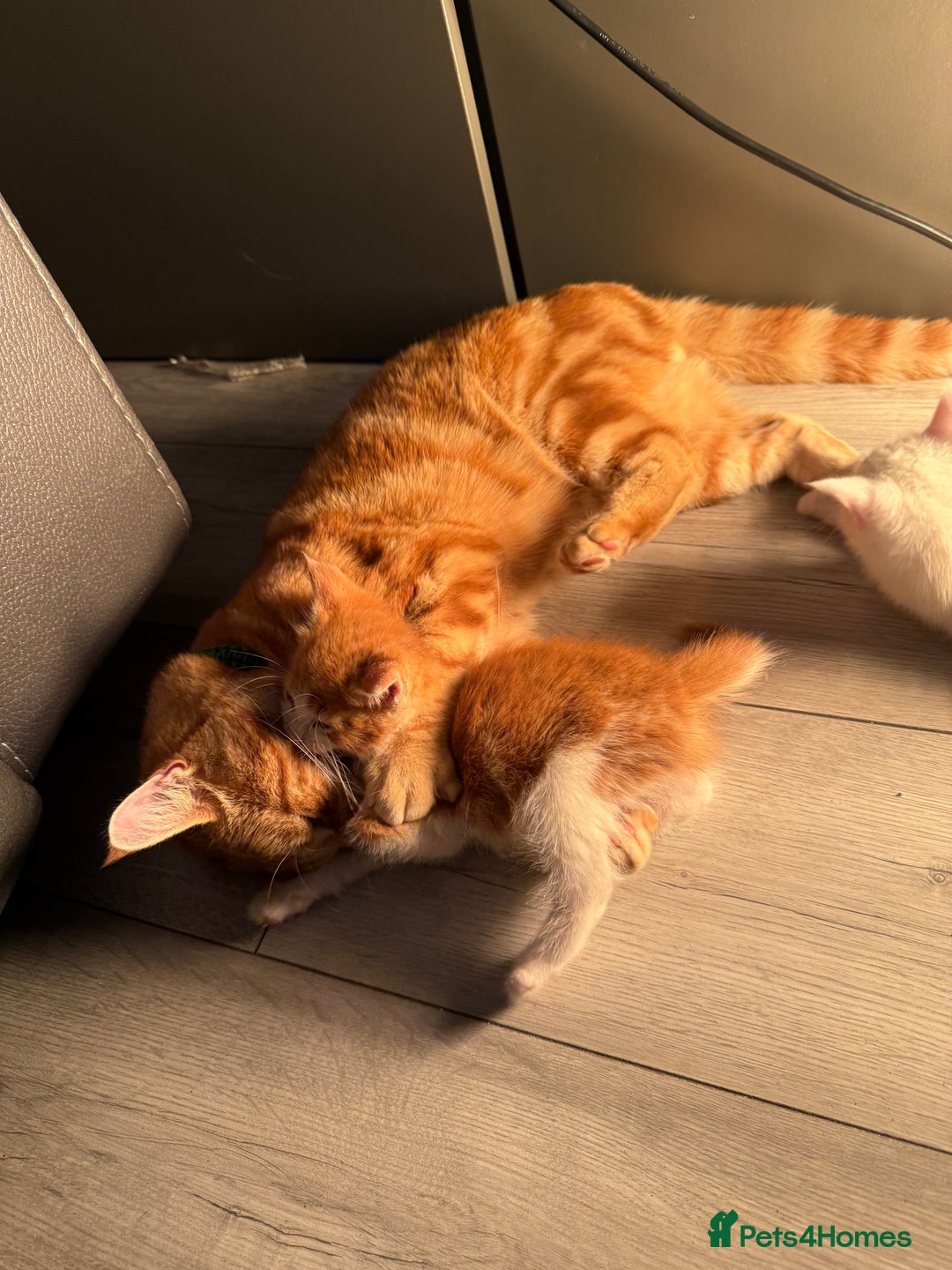 Mixed Breed cats for sale: cross breed Scottish fold cross main coon  - Image 13