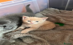 Mixed Breed cats for sale: Half mine coon half British  - Image 2
