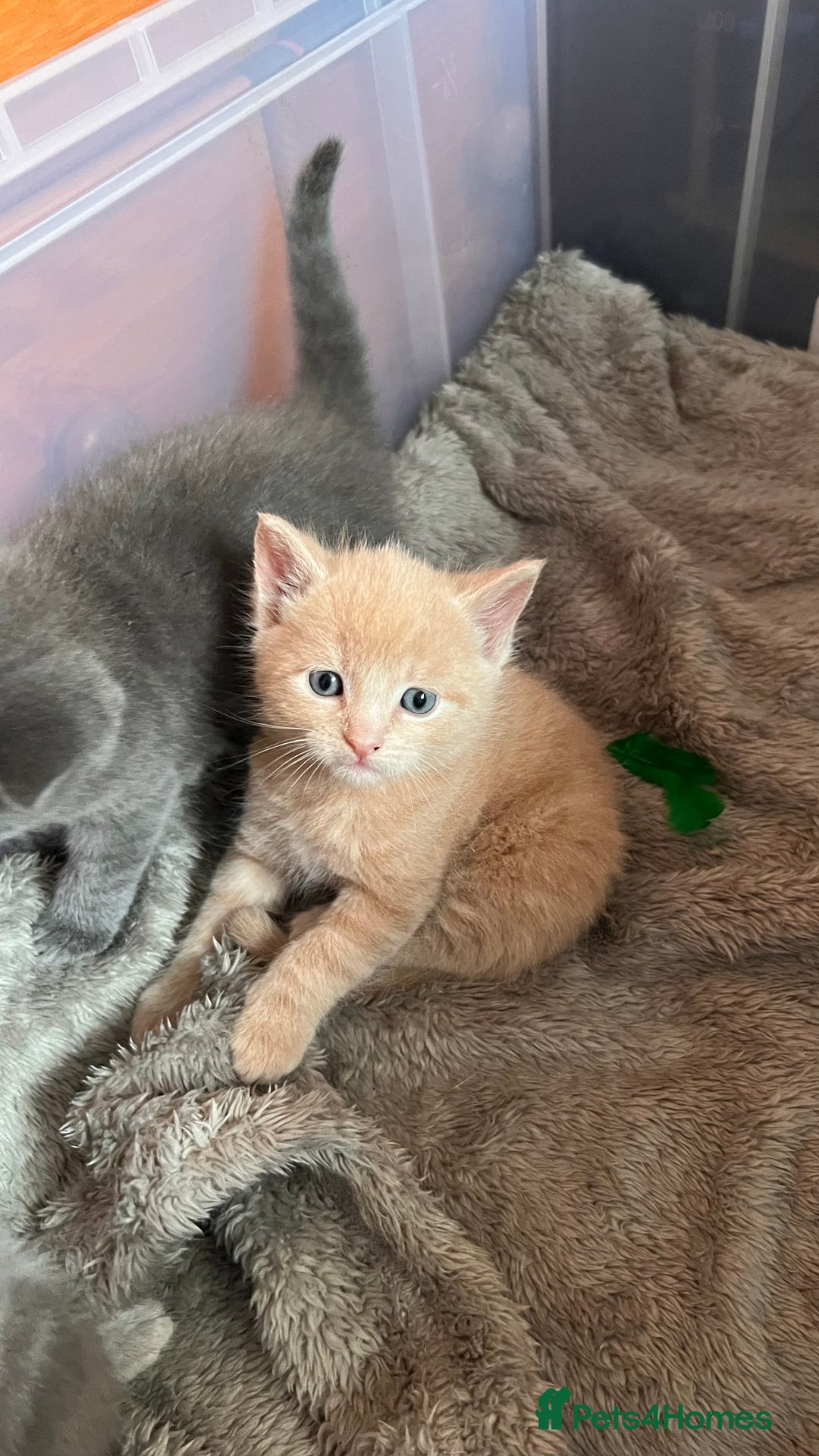 Mixed Breed cats for sale: Half mine coon half British  - Image 2