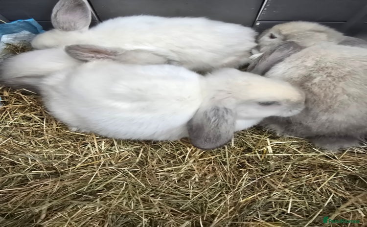 Mini Lop rabbits - Advert 2