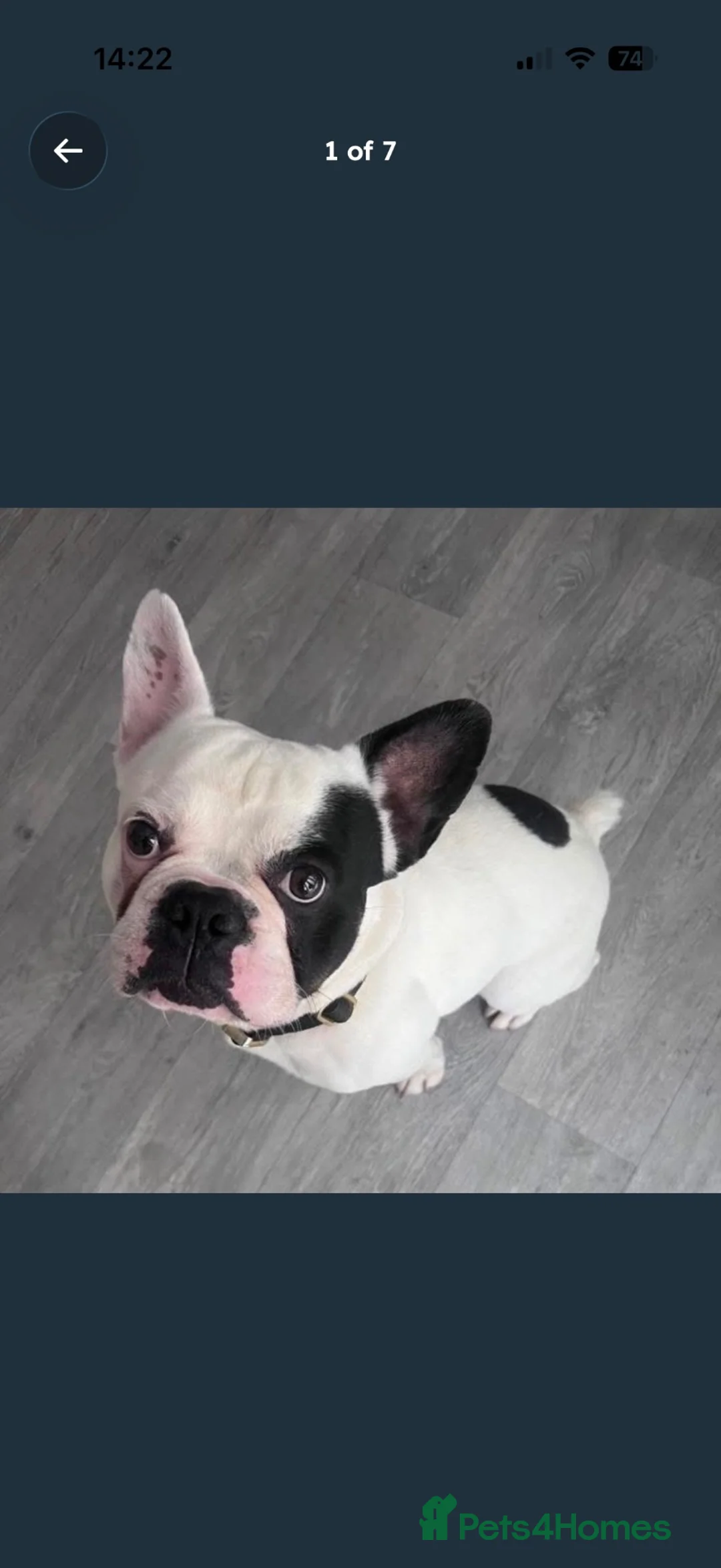 French Bulldog dogs for sale: French bull dog  in Elgin - Advert 4