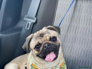 Pug dogs Pug to breed - Advert 16