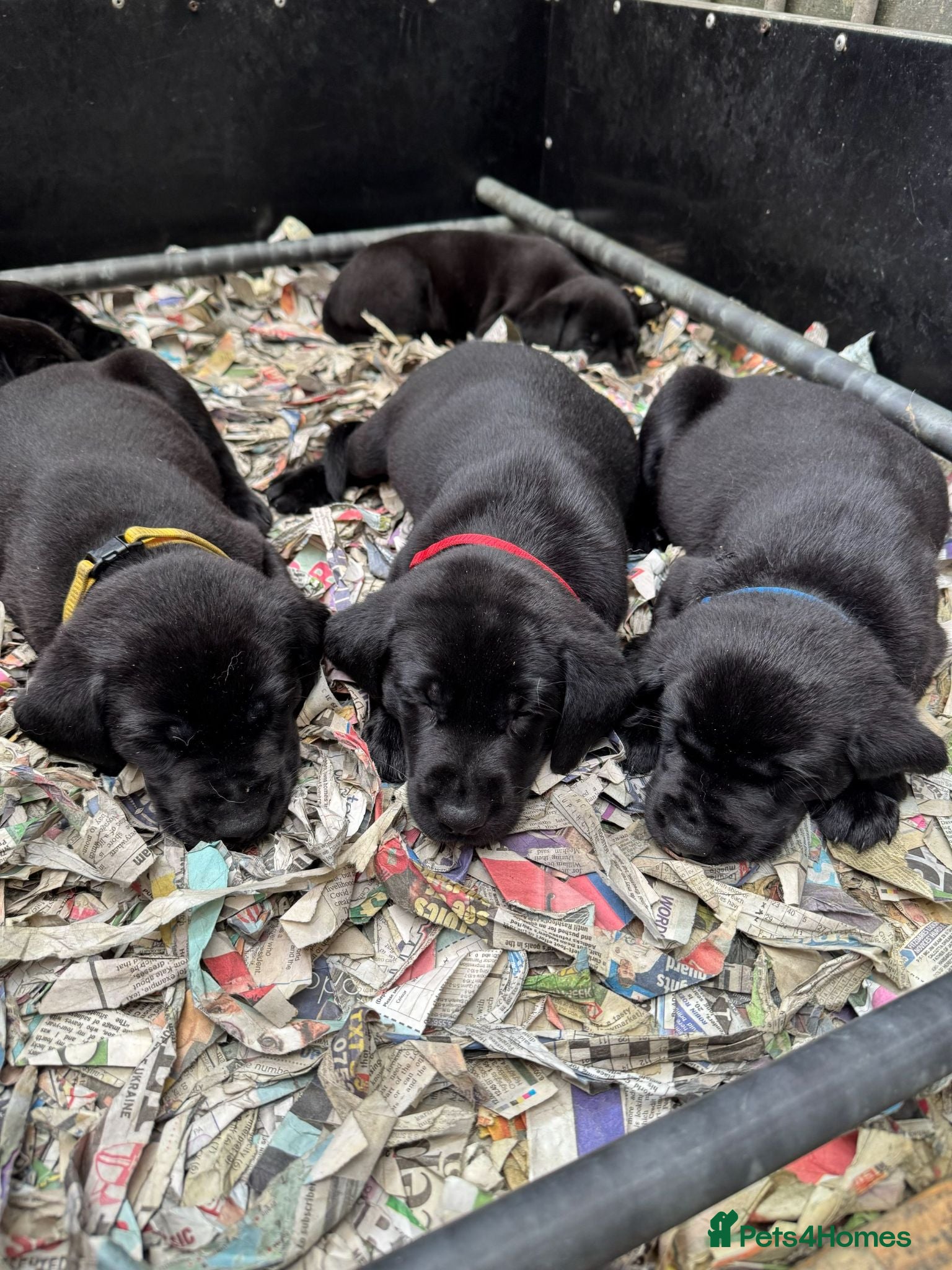 Labrador Retriever dogs Proper KC working Labradors. - Advert 2