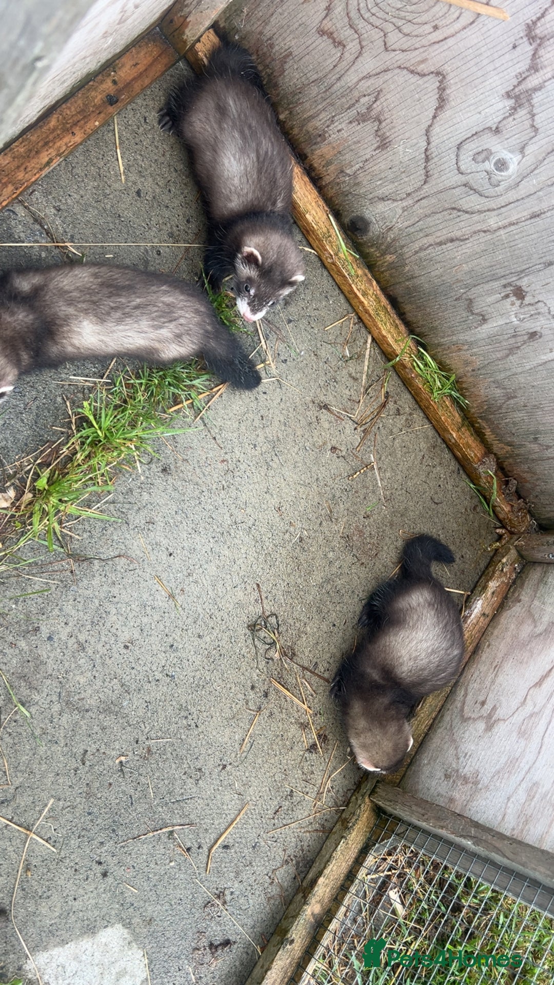 Ferret rodents for sale: Baby ferrets 8 weeks old - Image 5
