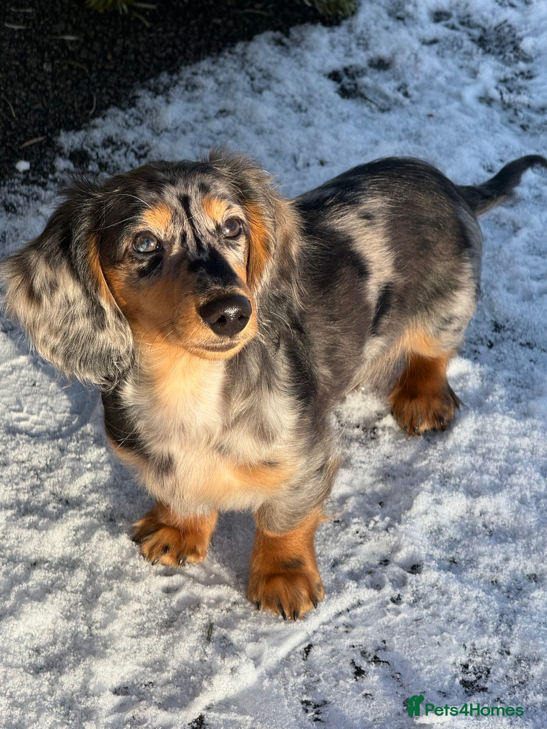 Dachshund dogs for sale: Hector and Ariana  - Advert 11