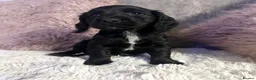 Cocker Spaniel dogs for sale: Stunning spaniel girls looking for forever homes - Advert 8