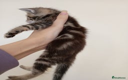 Mixed Breed cats for sale: Bengal Mix Kittens  - Image 2
