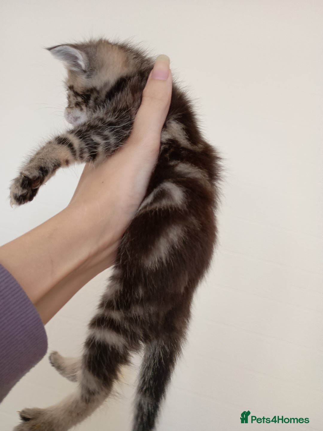 Mixed Breed cats for sale: Bengal Mix Kittens  - Image 2
