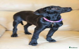 Mixed Breed dogs for adoption: Lively Little Bean - Image 2