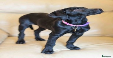 Mixed Breed dogs - Advert 9