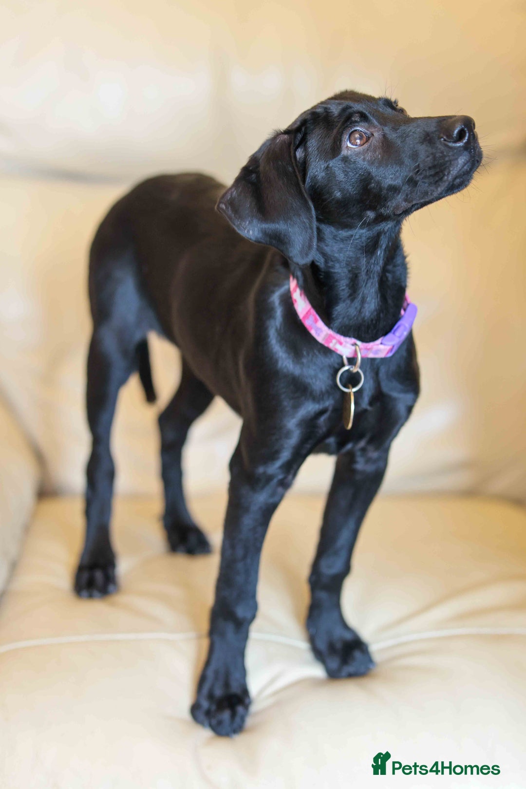 Mixed Breed dogs for adoption: Lively Little Bean - Image 2