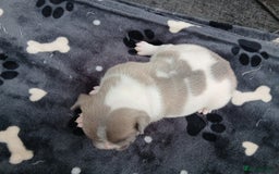 French Bulldog dogs for sale: French bulldog puppies 2 boys 1 girl left in Chatham - Image 9
