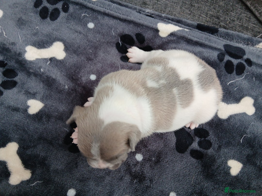 French Bulldog dogs for sale: French bulldog puppies 2 boys 1 girl left in Chatham - Image 9