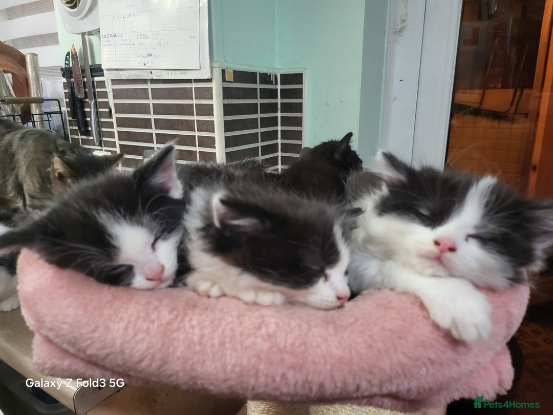 Mixed Breed cats for sale: Kittens  - Advert 7