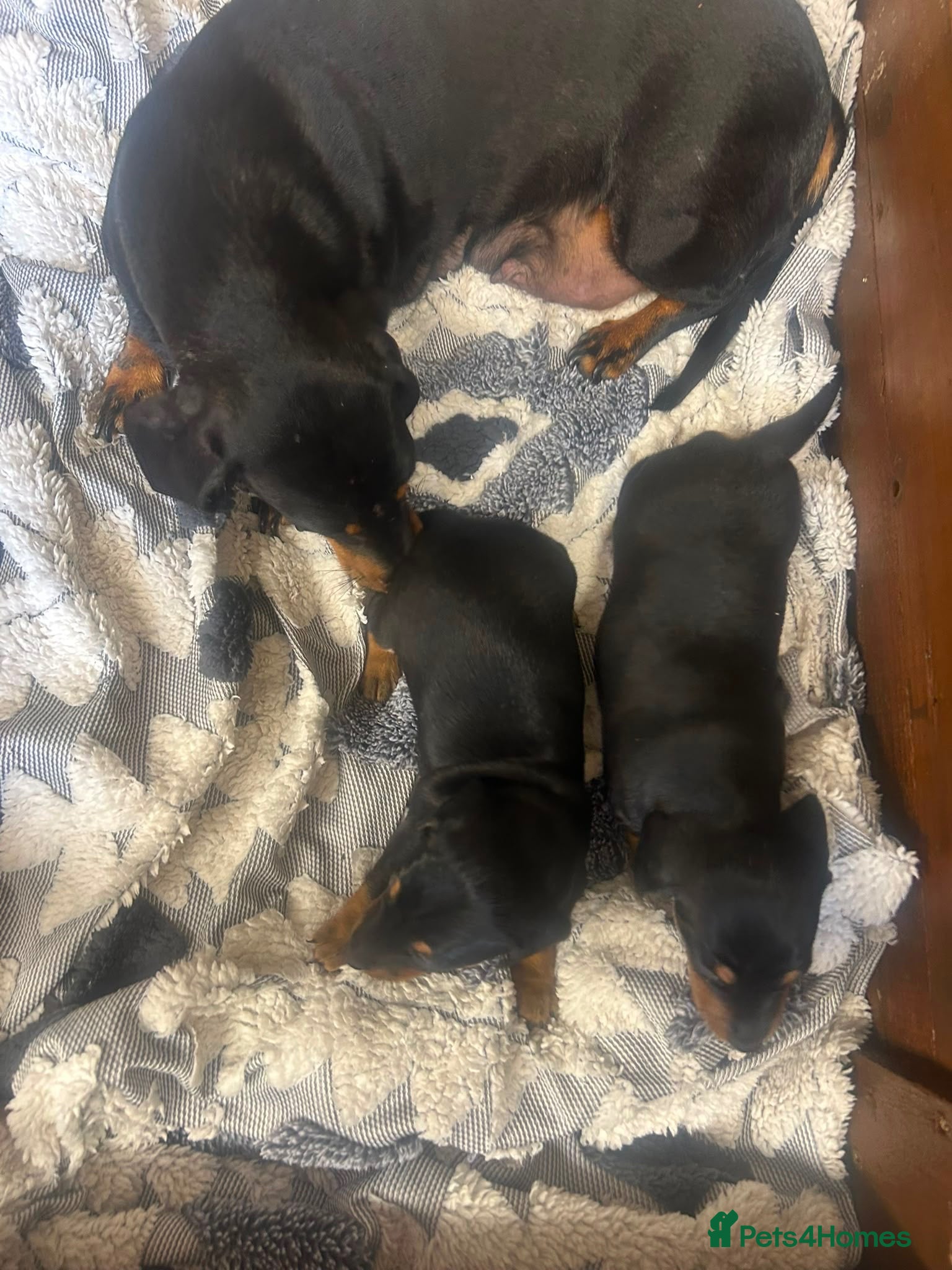 Miniature Dachshund dogs 2 Black and Tan girls  - Advert 14