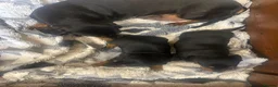 Miniature Dachshund dogs for sale: 2 Black and Tan girls  - Advert 1