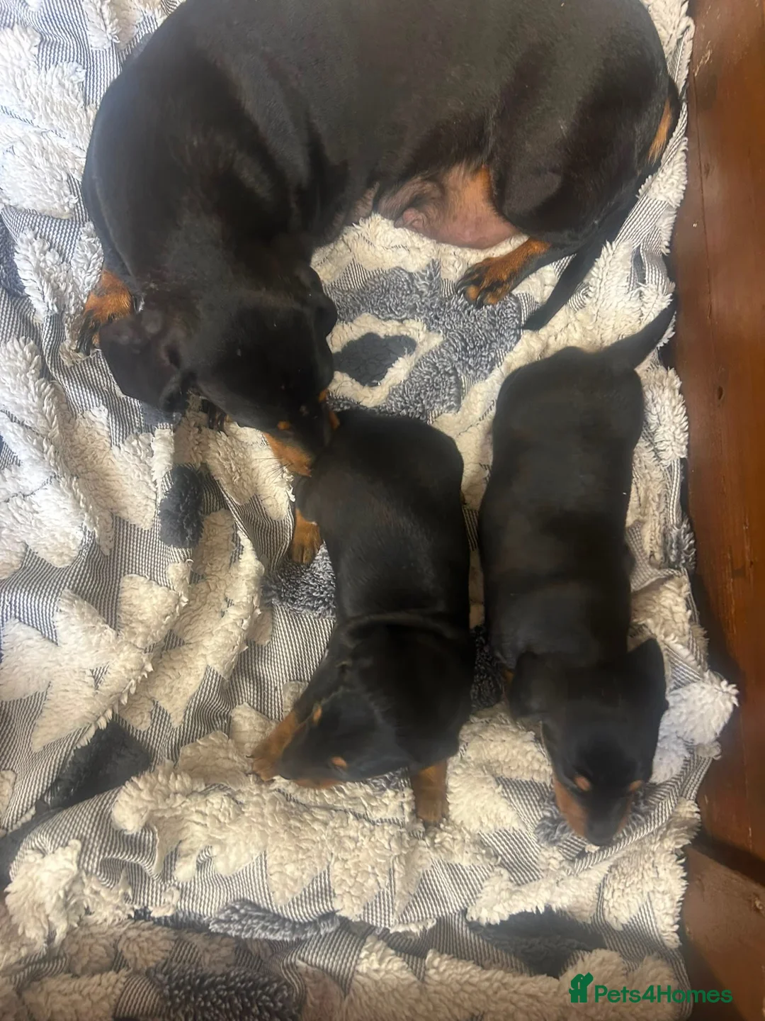 Miniature Dachshund dogs for sale: 2 Black and Tan girls  - Advert 1