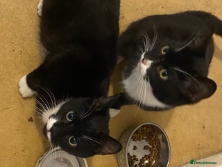 Mixed Breed cats - Advert 23